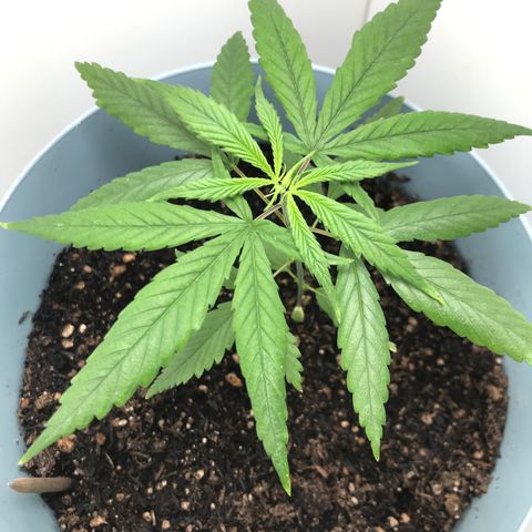 Primogênita  growlog timeline photo