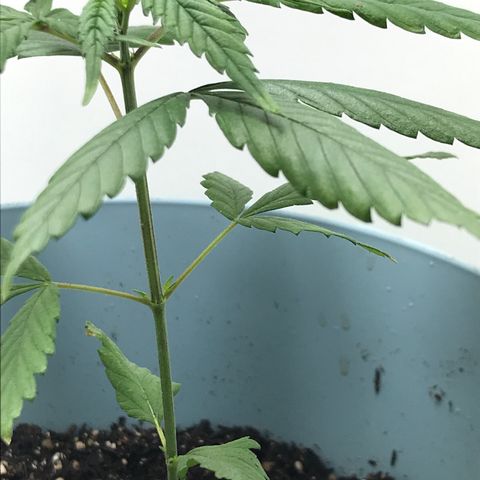 Primogênita  growlog timeline photo