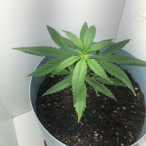 Primogênita  growlog timeline photo