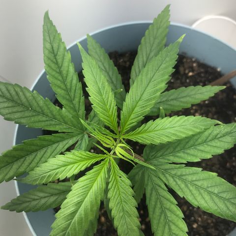 Primogênita  growlog timeline photo