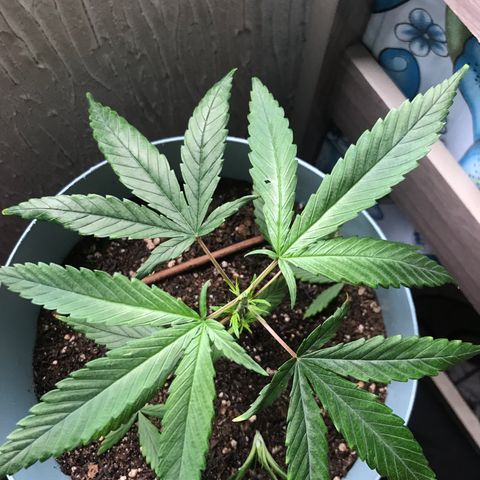 Primogênita  growlog timeline photo