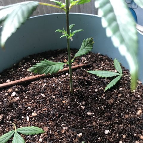 Primogênita  growlog timeline photo