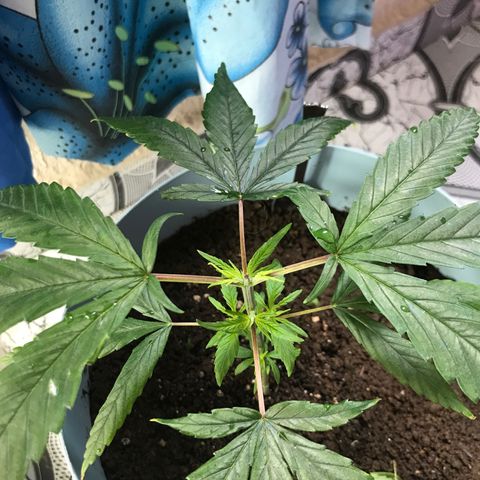 Primogênita  growlog timeline photo