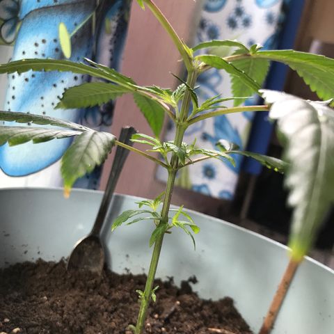 Primogênita  growlog timeline photo
