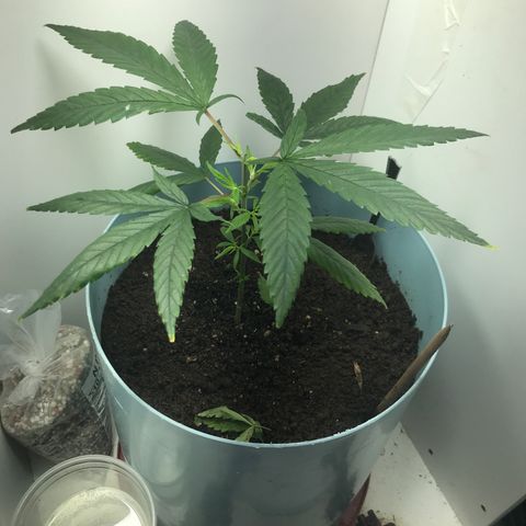 Primogênita  growlog timeline photo