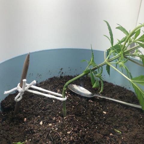 Primogênita  growlog timeline photo