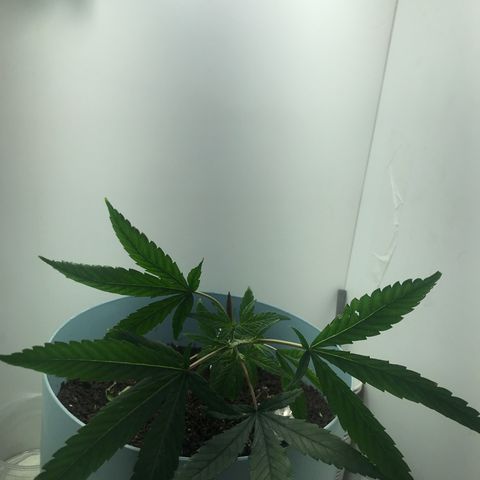Primogênita  growlog timeline photo