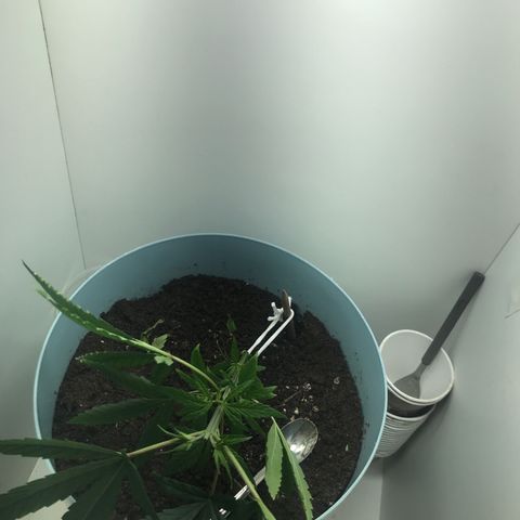 Primogênita  growlog timeline photo