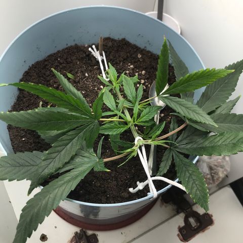 Primogênita  growlog timeline photo