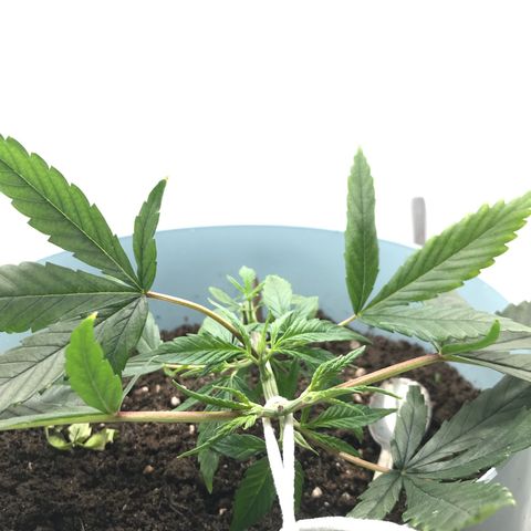 Primogênita  growlog timeline photo