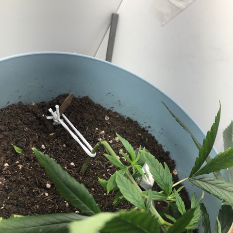 Primogênita  growlog timeline photo