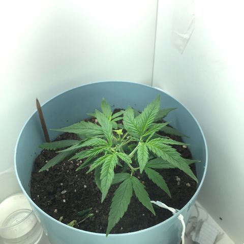 Primogênita  growlog photo: Depois da poda top e o super ela ficou assim depois de 5 dias , retirei as folhas antigas , deixei apenas duas na parte inferior , porém também irei tirá-las em breve 