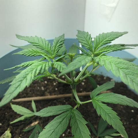 Primogênita  growlog timeline photo