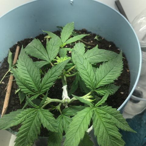 Primogênita  growlog timeline photo