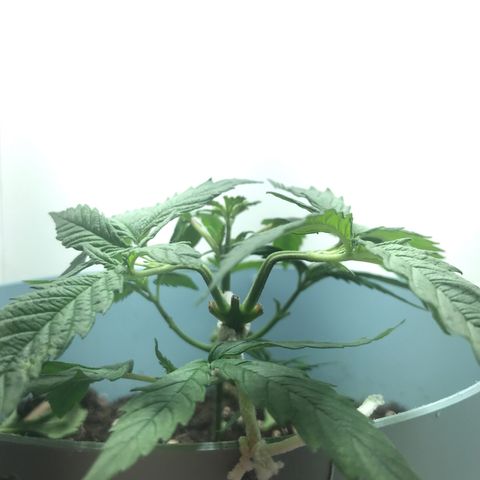Primogênita  growlog timeline photo