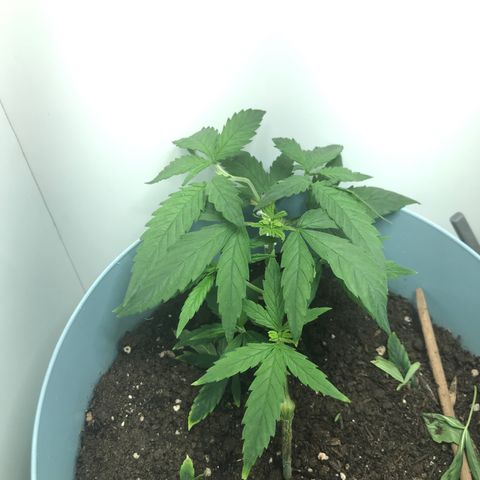 Primogênita  growlog timeline photo