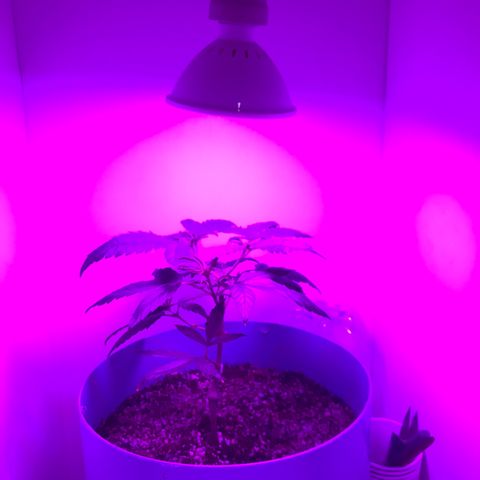 Primogênita  growlog timeline photo
