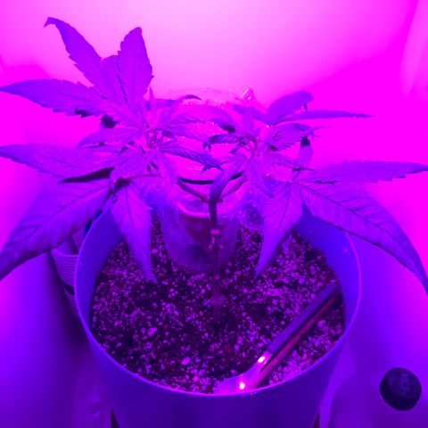 Primogênita  growlog photo: Início da floração 