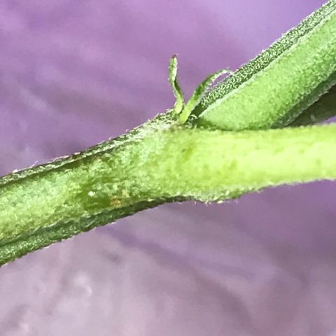 Primogênita  growlog photo: Início da floração 