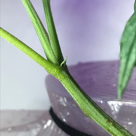 Primogênita  growlog photo: Início da floração 