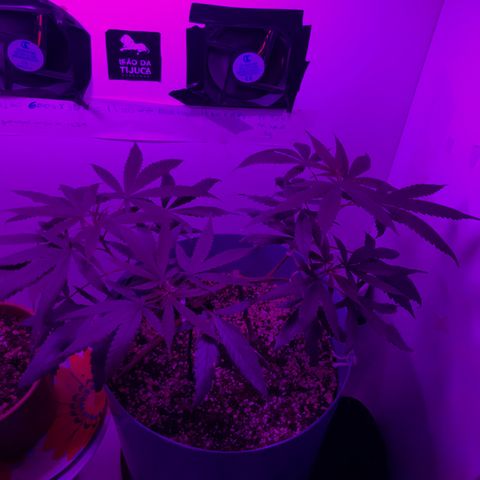 Primogênita  growlog timeline photo