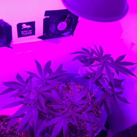 Primogênita  growlog timeline photo