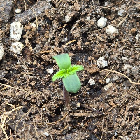 Double Kush Cake Automatic growlog timeline photo