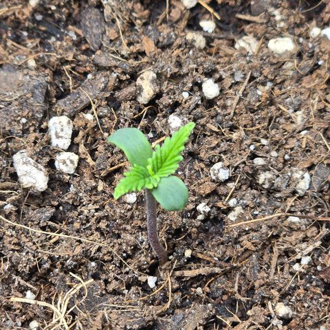 Double Kush Cake Automatic growlog timeline photo
