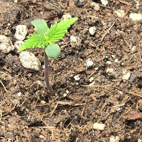 Double Kush Cake Automatic growlog timeline photo