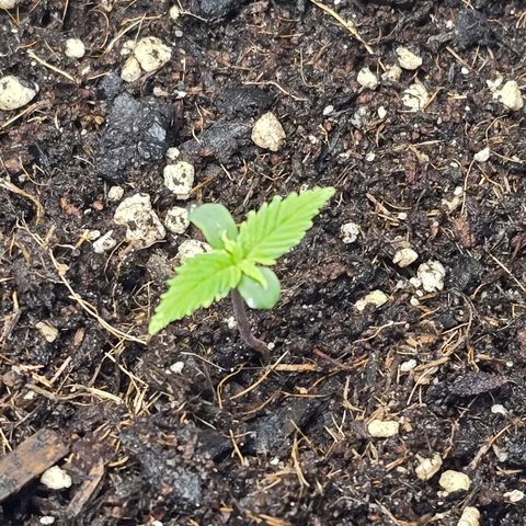 Double Kush Cake Automatic growlog timeline photo