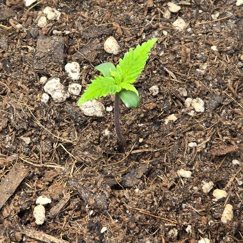 Double Kush Cake Automatic growlog timeline photo