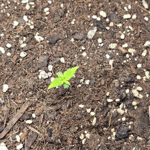 Double Kush Cake Automatic growlog timeline photo