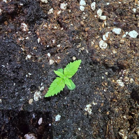 Double Kush Cake Automatic growlog timeline photo