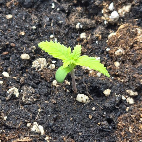 Double Kush Cake Automatic growlog timeline photo