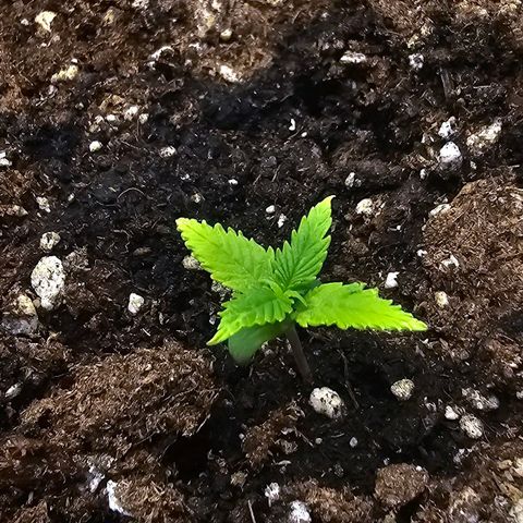 Double Kush Cake Automatic growlog timeline photo