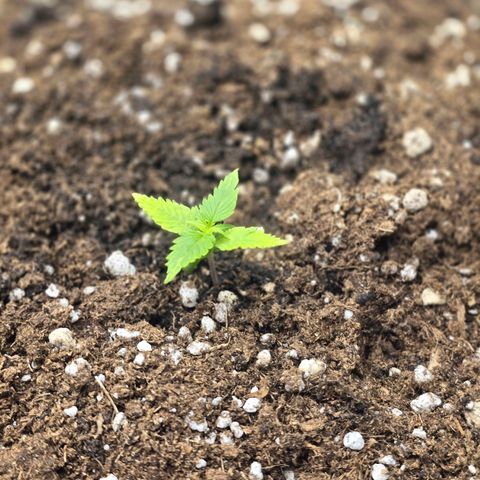 Double Kush Cake Automatic growlog timeline photo