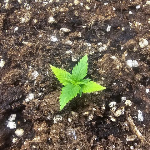 Double Kush Cake Automatic growlog timeline photo