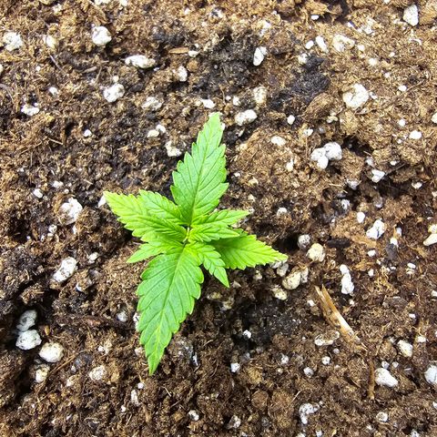 Double Kush Cake Automatic growlog timeline photo