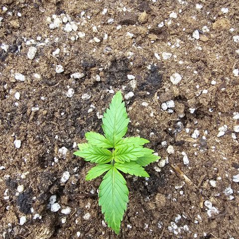 Double Kush Cake Automatic growlog timeline photo