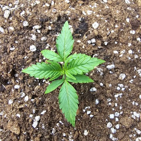 Double Kush Cake Automatic growlog timeline photo