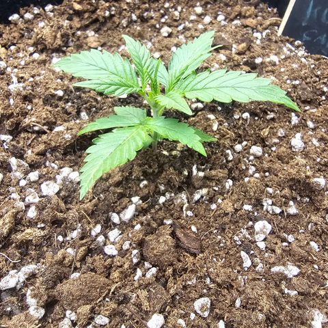 Double Kush Cake Automatic growlog timeline photo