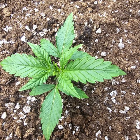 Double Kush Cake Automatic growlog timeline photo