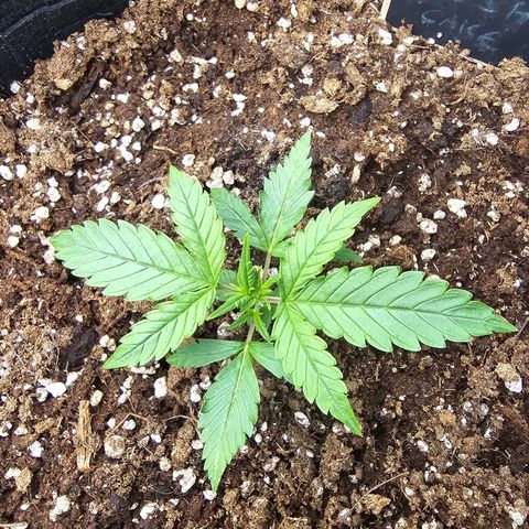 Double Kush Cake Automatic growlog timeline photo
