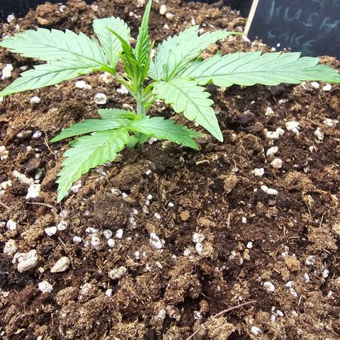Double Kush Cake Automatic growlog timeline photo