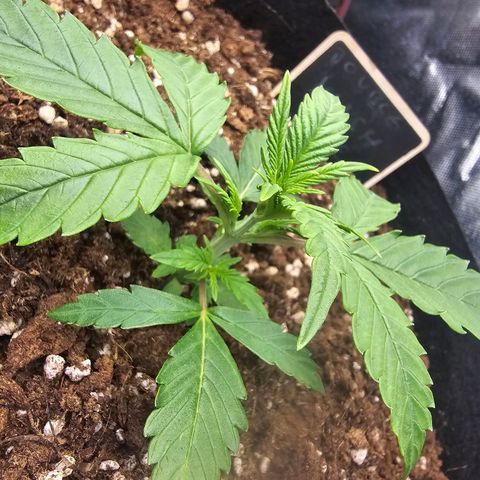 Double Kush Cake Automatic growlog timeline photo
