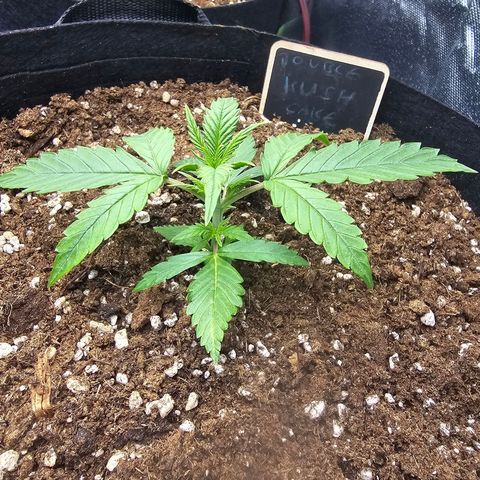 Double Kush Cake Automatic growlog timeline photo