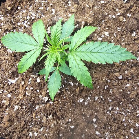 Double Kush Cake Automatic growlog timeline photo