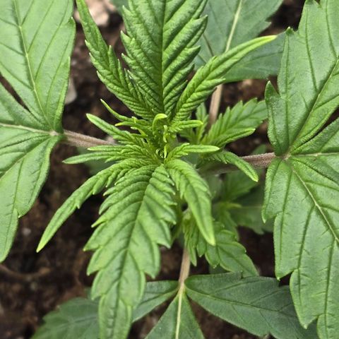 Double Kush Cake Automatic growlog timeline photo