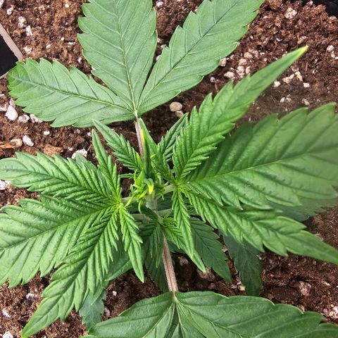 Double Kush Cake Automatic growlog timeline photo