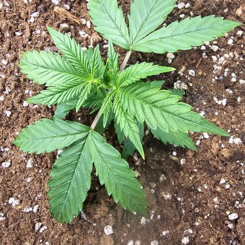 Double Kush Cake Automatic growlog timeline photo